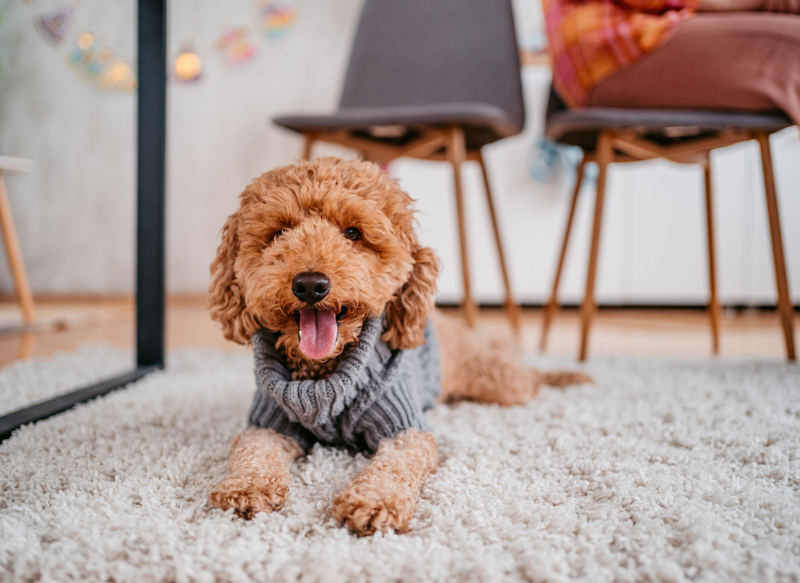 Happy poodle on a soft carpet