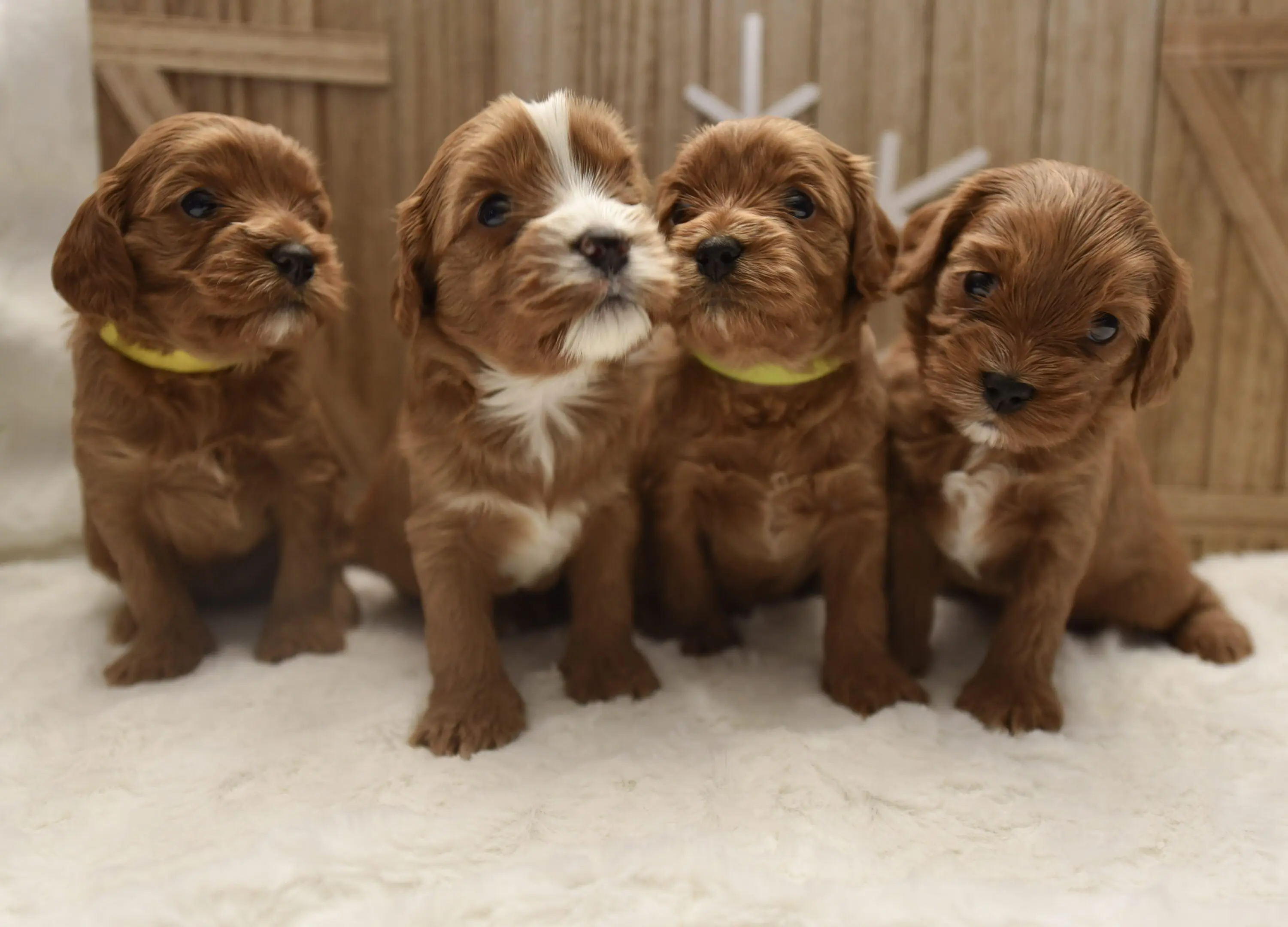 Puppy Litter