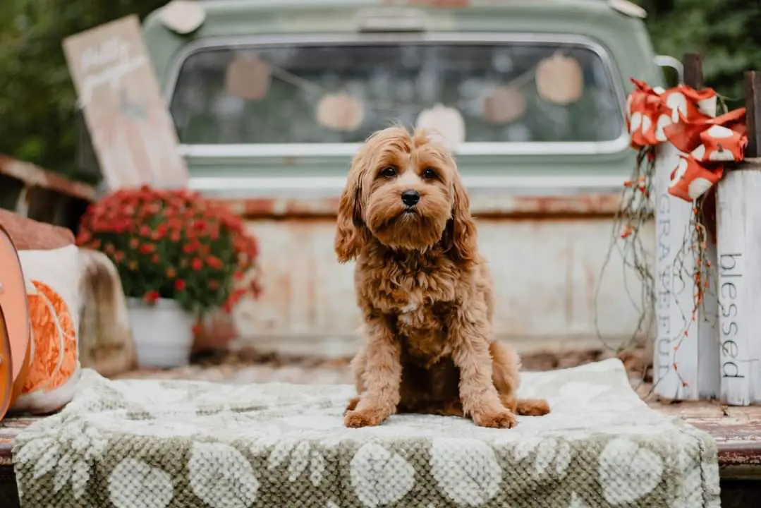 Teddy (Haley)