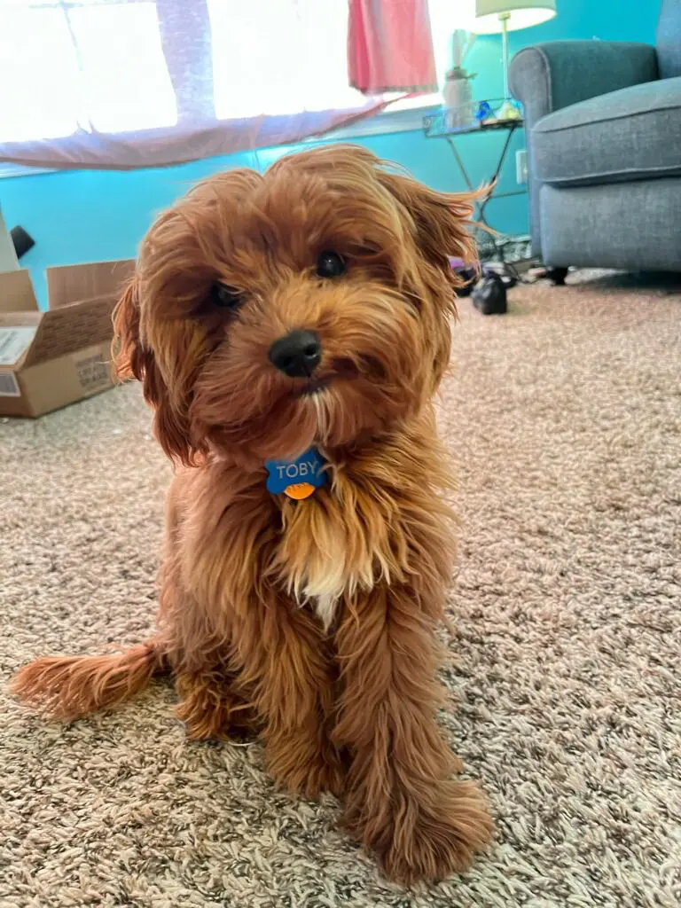 Toby (Greene)