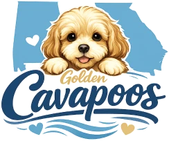 Wookidoodles - Premium Golden Cavapoo Breeder in Lanett, Alabama